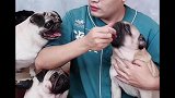 八哥犬很记仇，你的狗儿会吗