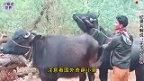动物世界，大自然的生存法则，主人安排两头水牛配婚！
