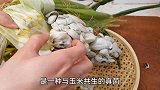 此菜和玉米共生，农民看了都头疼，城里人没见过，上锅一炒，真香