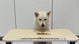 主人吩咐柴犬看着食物，狗子能忍住不吃吗？场面笑爆了