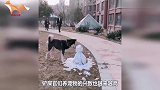 主人第一次在家给哈士奇洗澡,二哈满口脏话快放开我!我不洗!