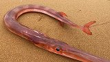 大海退潮后，沙滩上小鼓包底下全躲着大个猫眼螺，还有红色烟管鱼