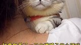 这猫居然会搂脖子？绿茶猫非你莫属，真是太可爱了