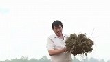 大衣哥22岁儿媳栽葱惹争议！戴超大钻戒化浓妆干农活被批作秀