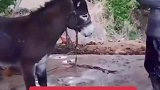 为了赚钱不讲功德，要来就来个痛快的，这样吓唬驴有啥意思