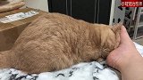 主人睡觉感觉脚上有东西，睁开眼睛一看，脚不能移开了！