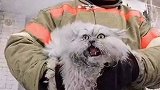 冬天就靠电热扇撑着了 取暖取暖 猫