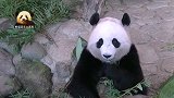 优雅的熊猫桃浜，把每一口竹叶都吃出了贵族范儿、精致感