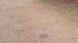狗狗追着骑行者跑，骑行者吓得连车都把握不住