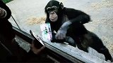 男子给动物园的猩猩看美女视频