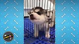 小二哈的头被笼子卡住是种什么体验？
