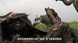 秃鹫吃的正爽，没想到下一秒被鳄鱼直接给吞了，镜头记录全过程