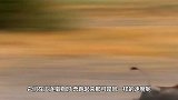 野狗将野猪包围疯狂敢进攻，野猪痛到无力嚎叫，下场简直太惨了