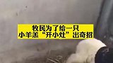 牧民为了给一只小羊羔“开小灶”出奇招