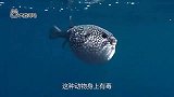 河豚鼓成球欲吓唬海豚，不料被海豚当球玩，河豚宝宝心里苦