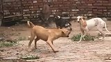 家里的狗狗跟小猪是朋友，但是今天不知道怎么了，居然打了起来！