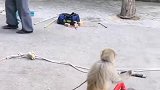 猴子考驾照