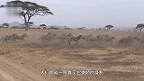 狮子紧紧锁喉斑马，反被斑马疯狂报复！结局太悲惨了