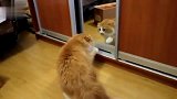 猫咪第一次照镜子太搞笑了，和自己打一架