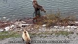 大灰熊看上鹿，幸运的是驼鹿妈妈在旁边看着，它能吃到吗