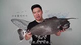 全网首吃巨大的突角鼻鱼，下巴拿来盐烤，油脂的香味非常浓郁