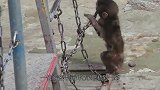 小猴子贪玩，头被卡在横杆管道上，镜头记录下精彩一幕