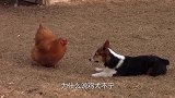 为什么说鸡犬不宁？它们之间有什么恩怨，看完笑掉大牙！
