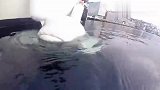 男子救下一头白鲸，5年后在海上相遇，画面太温馨了