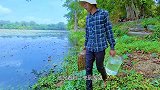 男子湖边散步，用竹筐捕获漂亮金鱼，真让人羡慕