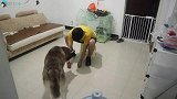 主人被俩坏人打晕抓走，二哈是何反应？