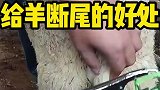 牧民给羔羊断尾？看着好疼呀
