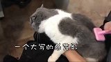 猫咪秒怂的样子太可爱了吧，忍不住看了十遍