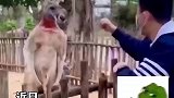 男子动物园挑衅袋鼠，袋鼠虚晃一拳忍住了