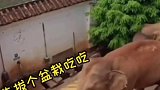 一只大象在村民家用象鼻拧开水龙头一顿畅饮，随行大象轮流喝，走后留下开着的水龙头和“节约用水”标语