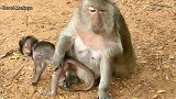 可怜的猴宝宝哭得筋疲力尽，生气的猴妈妈多次停奶
