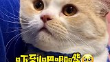 又笨又懂事的小猫咪太让人心疼了萌宠出道计划 猫咪的迷惑行为 铲屎官的套路有多深