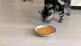 女生第一次做猫饭，猫咪闻了之后用最高礼仪表示感谢