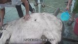 越南人一刀从牛肚切开，完整扒下整张牛皮，上百斤不够一群人吃的