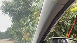 路过荔枝园不得整点