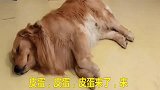 主人测试金毛是否能听懂人话，结果让其意想不到，简直就是神犬！