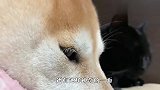 猫：这吨狗粮我可以拒绝吗？柴犬：你说呢？看完笑岔气了
