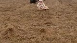 家住离大堤近的好处，小孩子的快乐总是那么简单