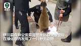 河南街头现果子狸窝绿化带吓坏市民 民警前后包抄将其擒获