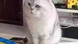 主人训斥小猫好吃懒做，猫咪一脸无辜