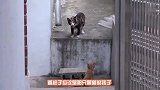 超感人！后退骨折的小橘猫，母猫暗中保护，还好被好心人发现