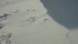暴雪，第二天早上才想起，狗还栓在外面～