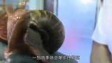 入侵我国祸害无穷，连水泥都能当食物，一到雨季就会爆炸性繁殖