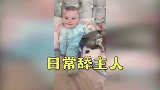 二哈陪小主人长大，这画面，太温馨了