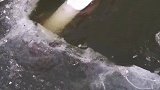 东北打鱼神奇水耗子