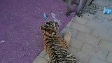 老虎没长大,猴子称大王?